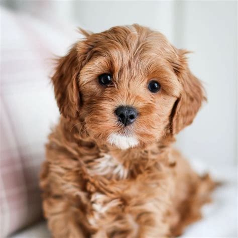 cavapoo breeders in illinois